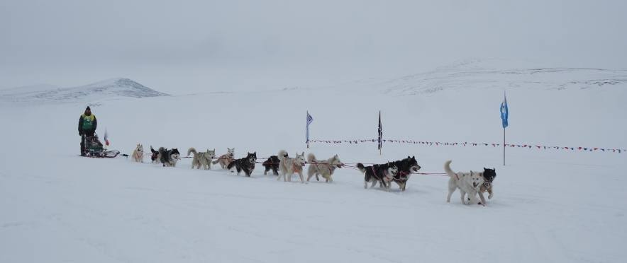 Гонку на собачьих упряжках "Надежда" выиграл инчоунский каюр Сергей Улькенашин