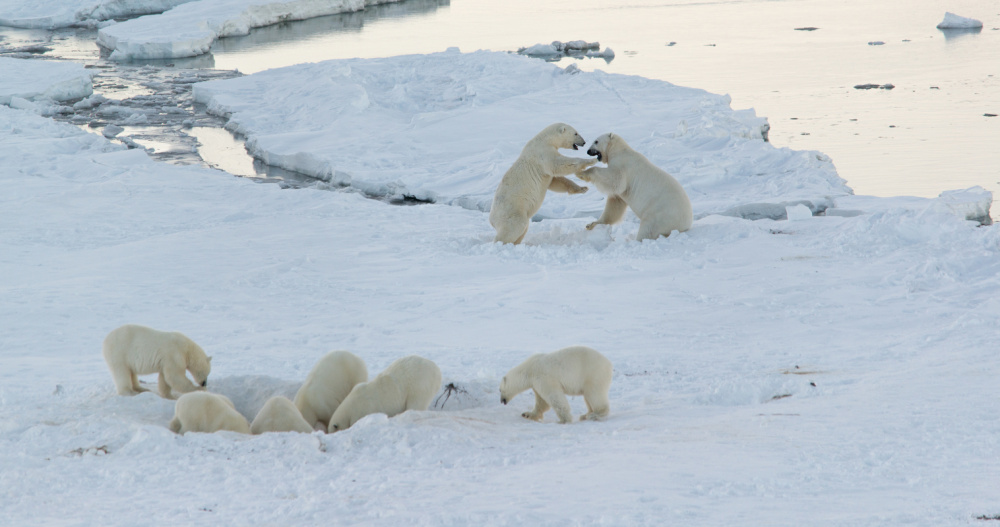 Итоги 15-летних наблюдений за белыми медведями представили в столице Чукотки