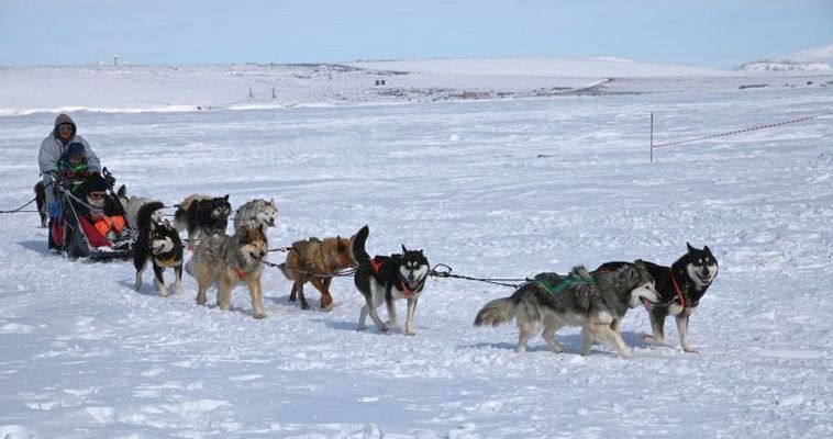 Николай Калянто стал главным судьёй чукотских гонок на собачьих упряжках "Надежда"