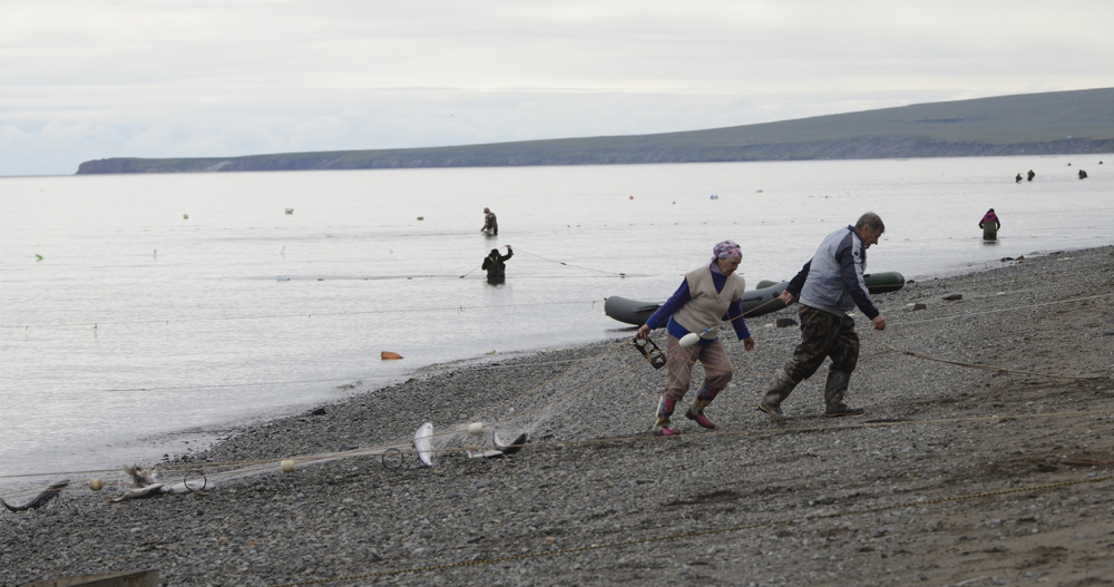 Более тысячи тонн лососей разрешили добыть на Чукотке