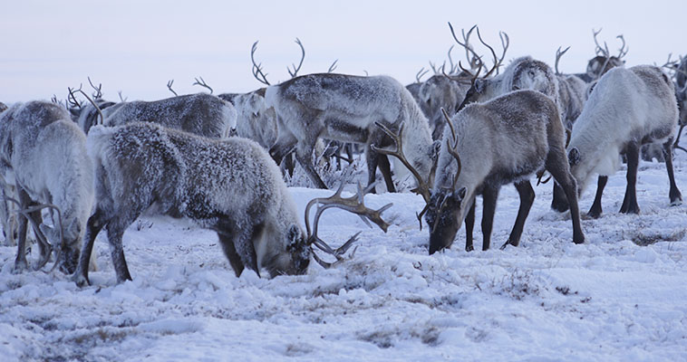Чукотских оленей планируют "подключить" к электронным базам данных