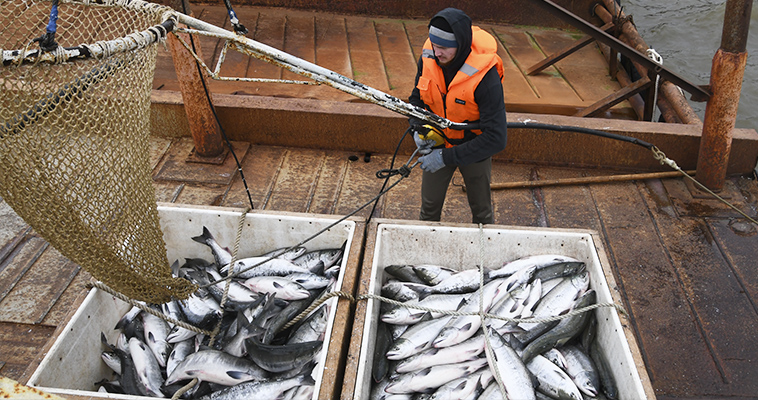 Лососевая путина завершилась на Чукотке
