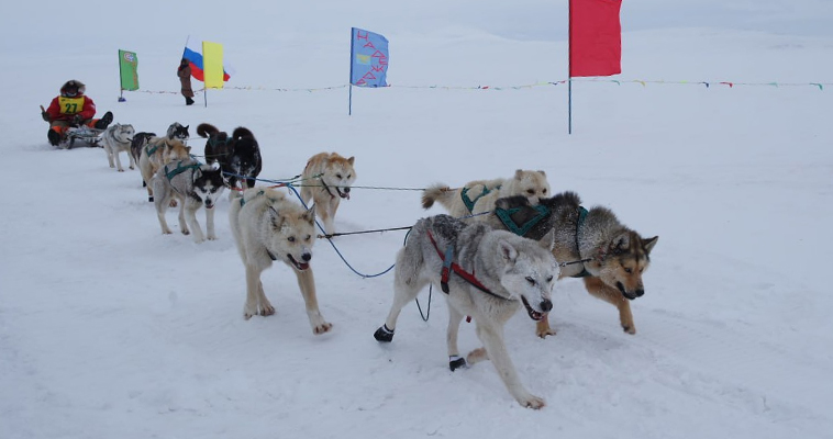 Тринадцать каюров поучаствуют в гонке на собачьих упряжках "Надежда – 2024"