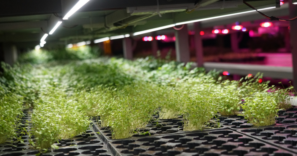 Размер субсидии для тепличных хозяйств Чукотки увеличили в девять раз