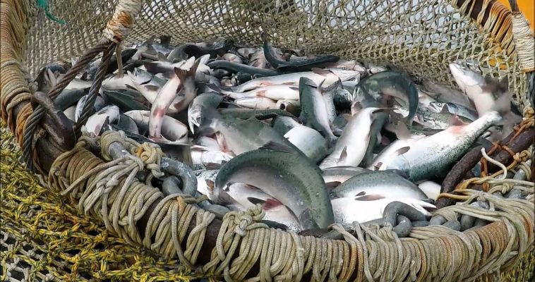 Уловы красной рыбы на Чукотке превышают показатели прошлых лет