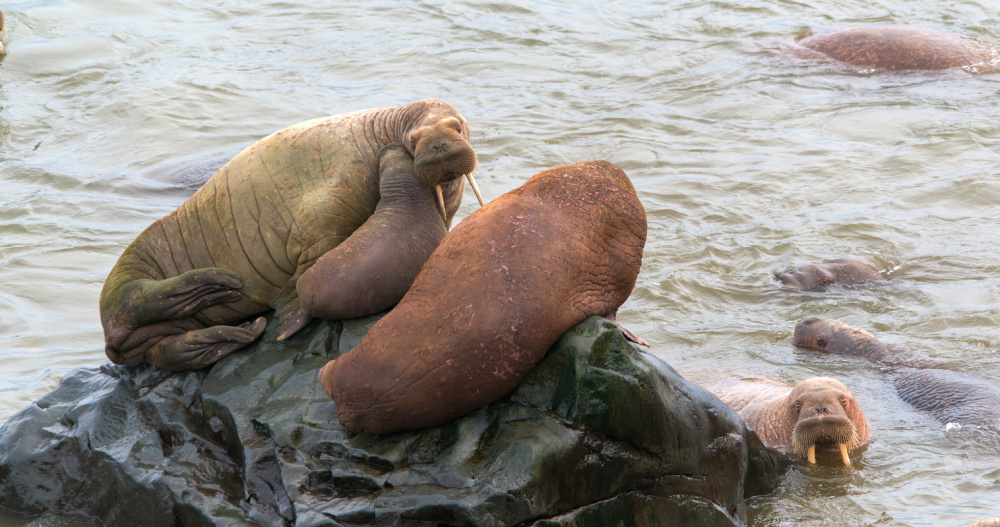 Учёные возобновят наблюдение за морскими млекопитающими у берегов Чукотки