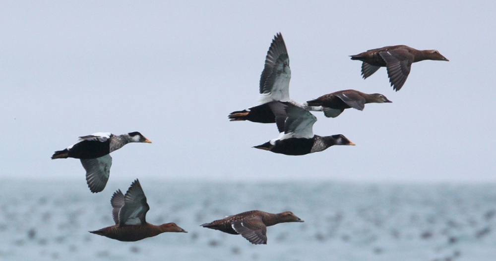 Весенняя охота на водоплавающих на Чукотке последний раз пройдёт по старым срокам