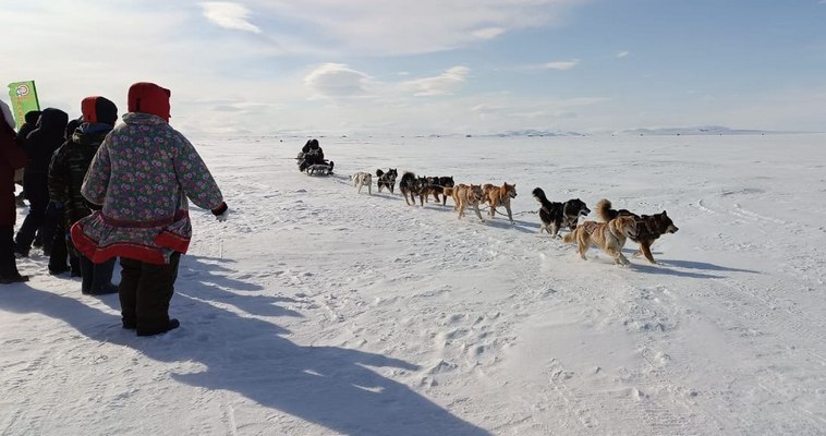 Меньше минуты разделяет лидеров чукотской гонки на собачьих упряжках "Надежда"