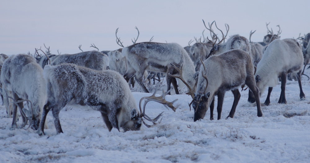 Фермер из Мейныпильгыно планирует возродить оленеводство в родном селе