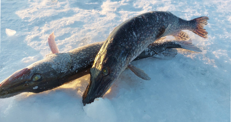Более 100 тонн белорыбицы распределено по квотам на Чукотке