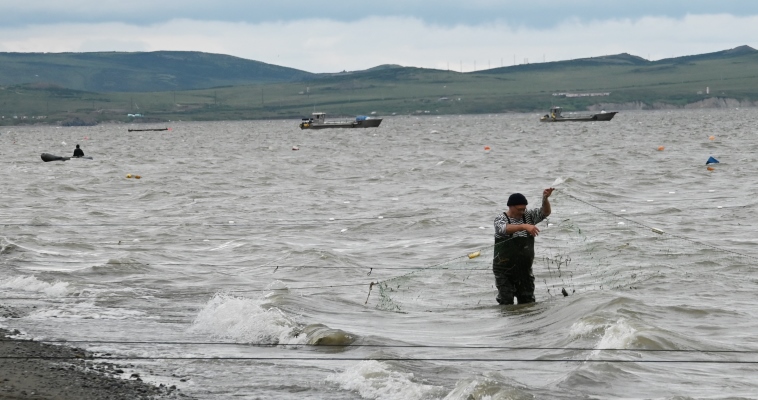 ВНИРО: Климатические факторы повлияли на лососевую путину-2025