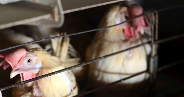 В Эгвекиноте начали обновлять поголовье кур на птицеферме