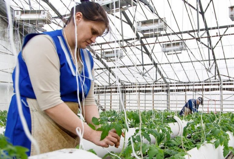 Росинка, теплица